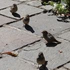 Vogel am Hauptplatz in Schladming