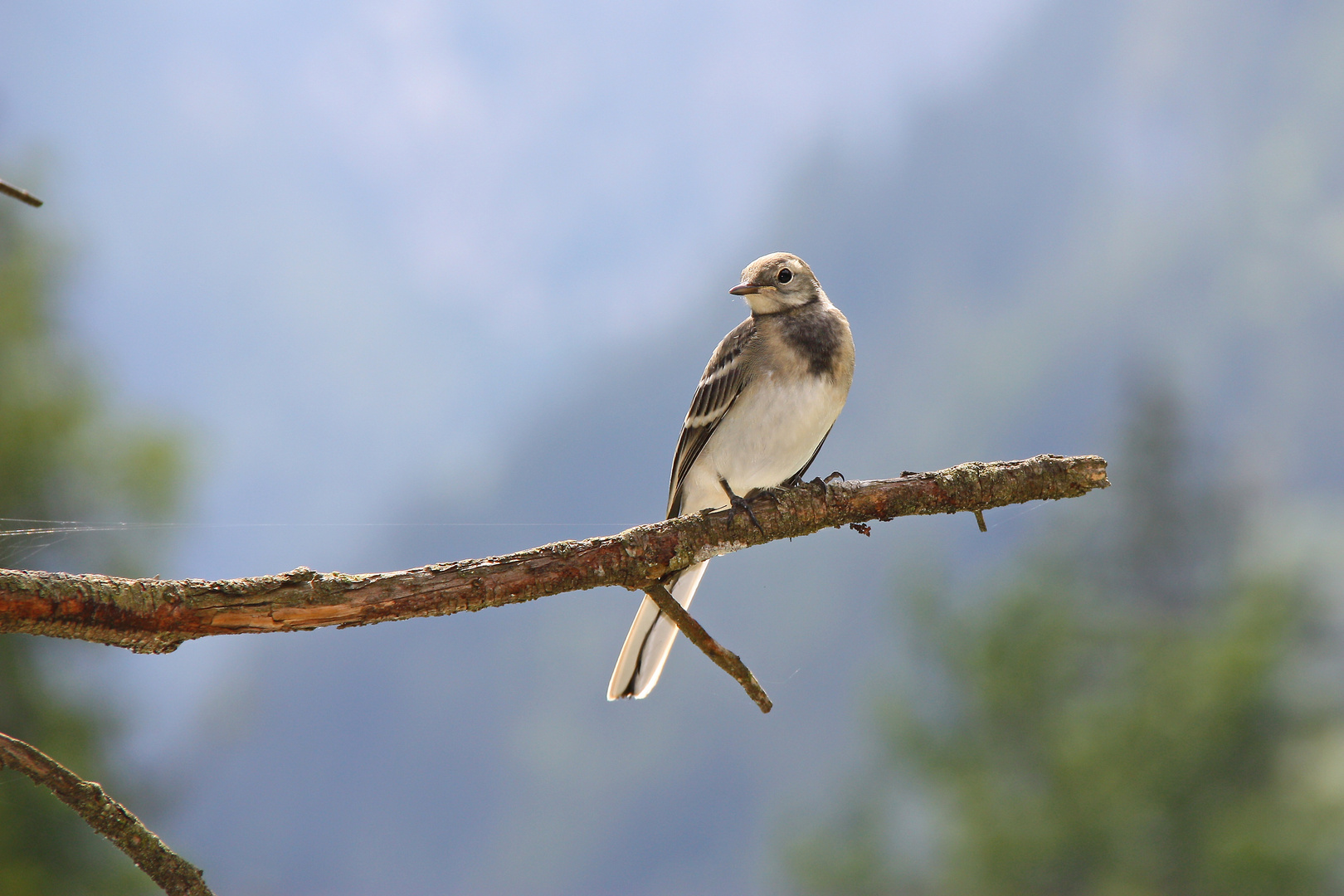 Vogel am Hintersee