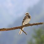 Vogel am Hintersee