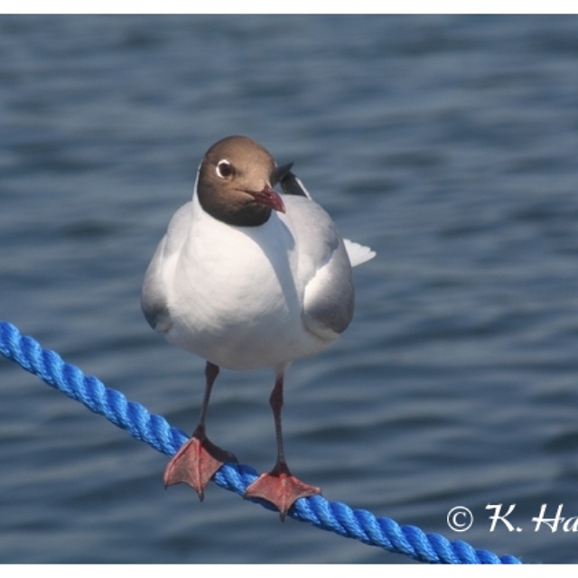 Vogel am Meer 