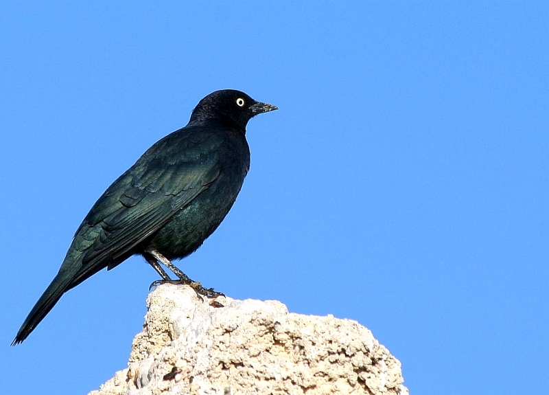 Vogel am Monolake