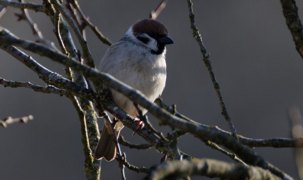 Vogel am Morgen...