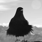 Vogel am Nebelhorn