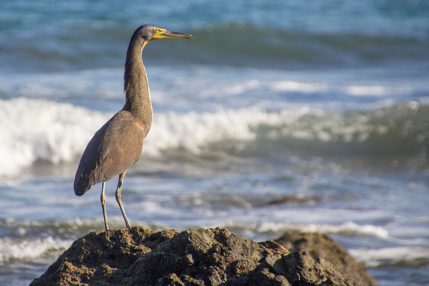 Vogel am Pazific (Costa Rica)