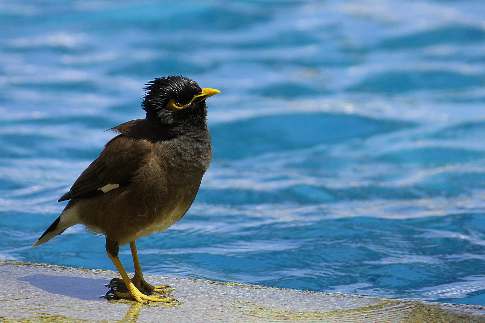 Vogel am Pool