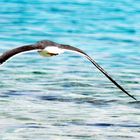 Vogel am roten Meer, Dahab