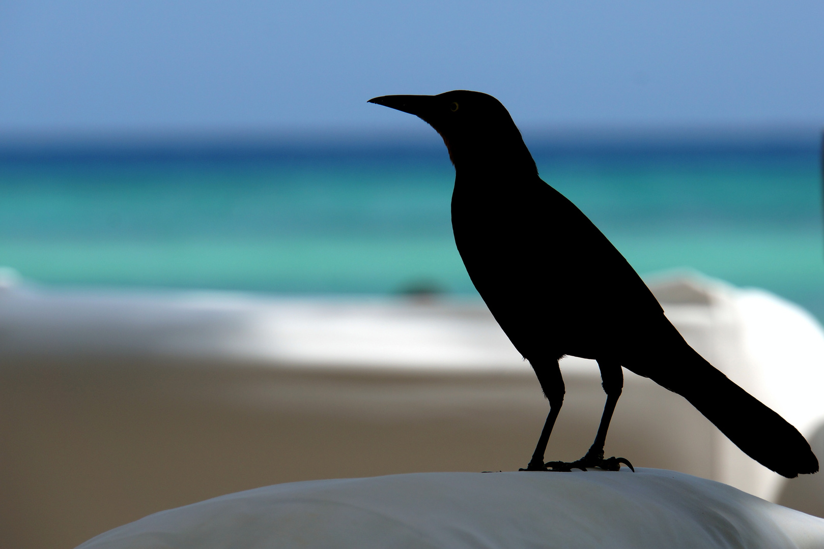 Vogel am Strand