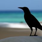 Vogel am Strand