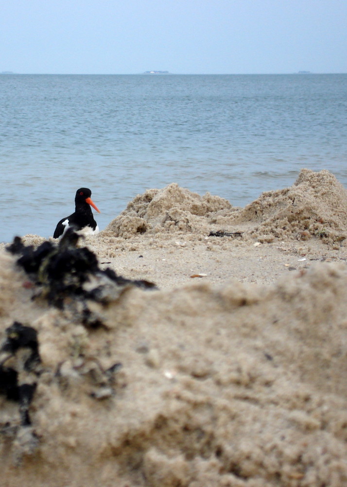 Vogel am Strand