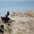 Vogel am Strand