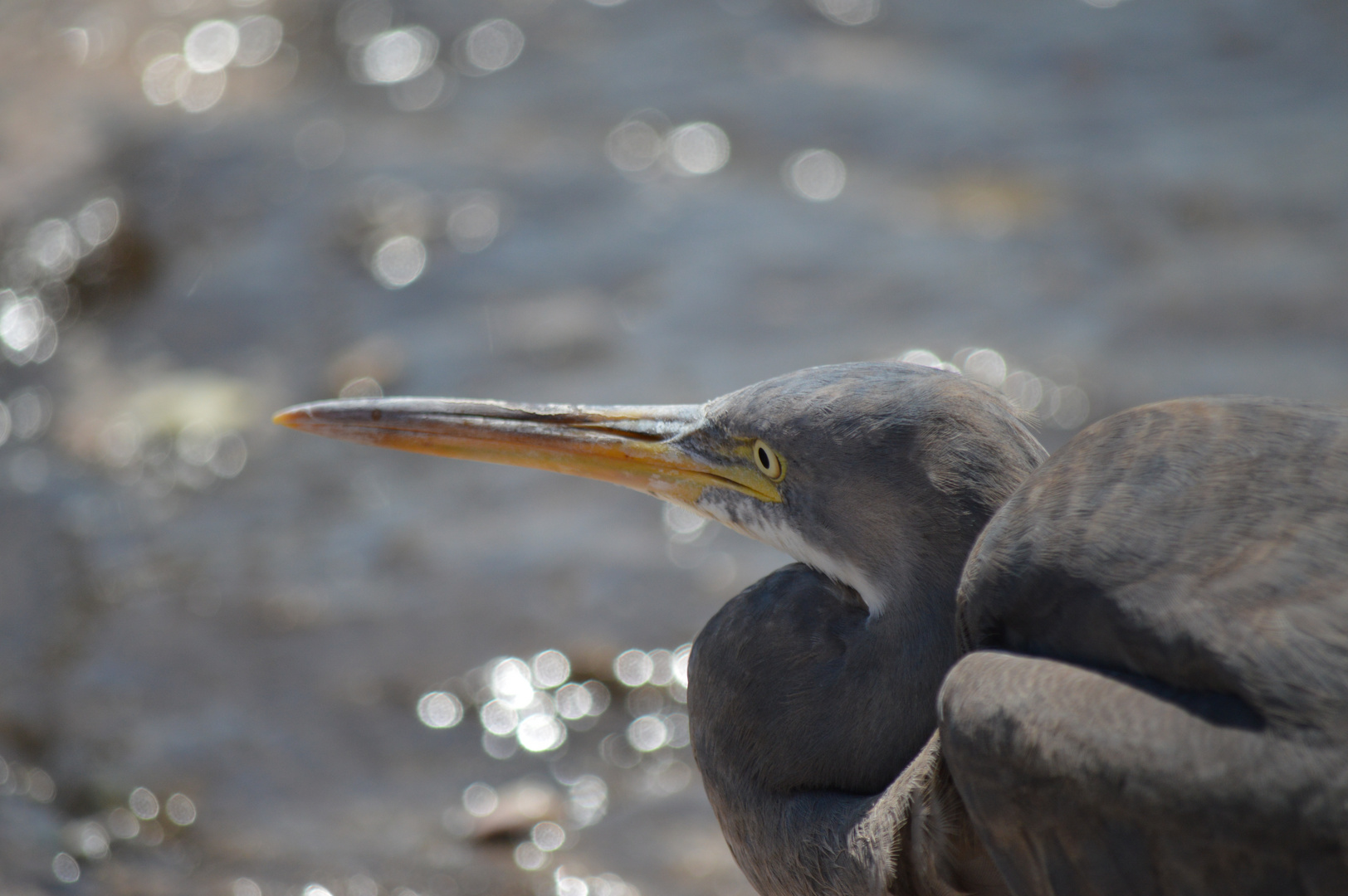 Vogel am Strand