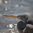 Vogel am Strand