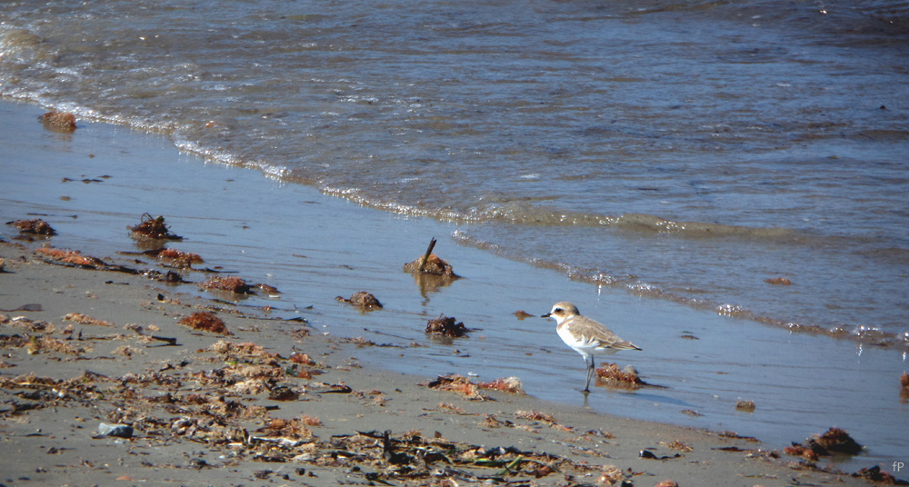 Vogel am Strand