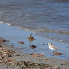 Vogel am Strand