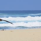 Vogel am Strand