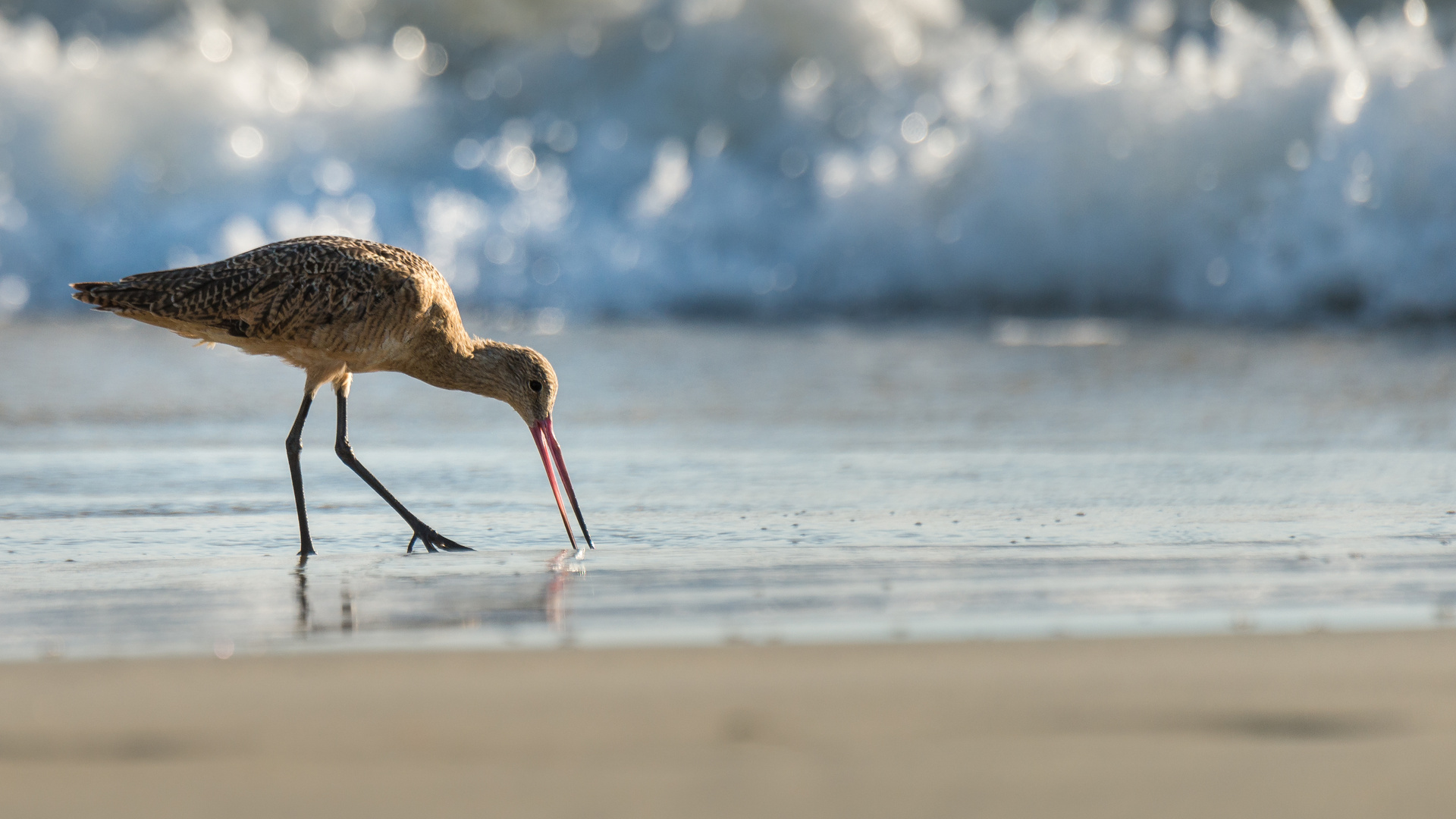 Vogel am Strand