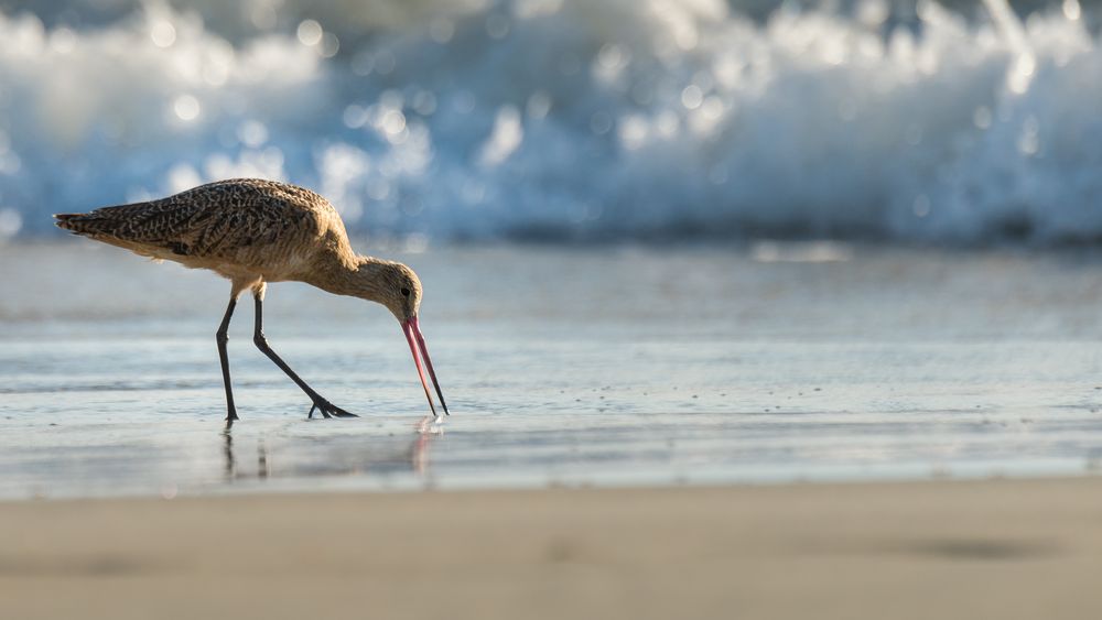 Vogel am Strand