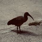 Vogel am Strand 