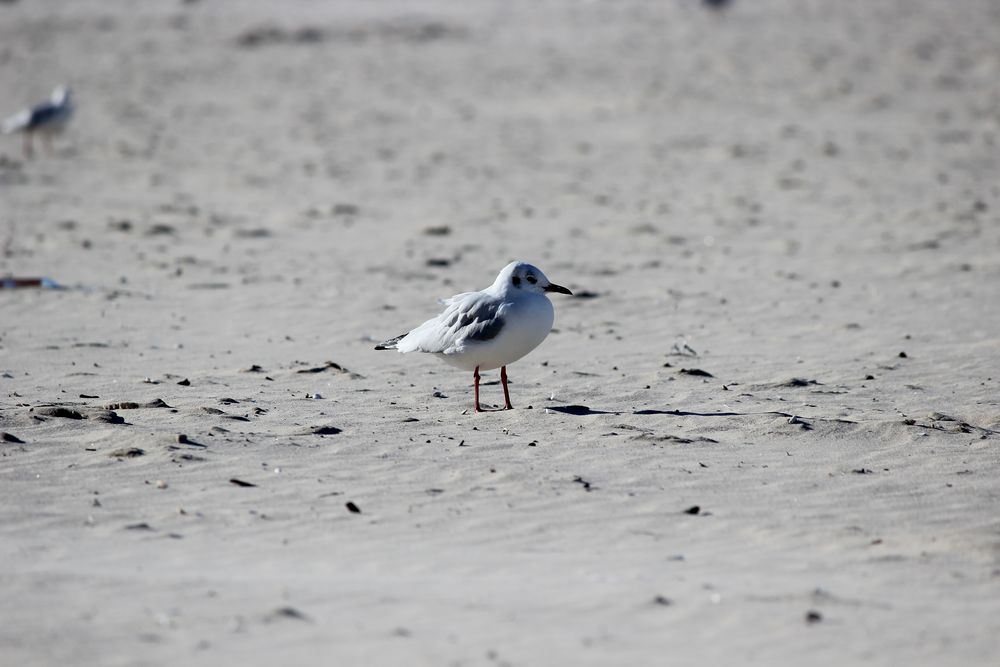 Vogel am Strand von Swinemünde