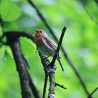 Vogel am trellern