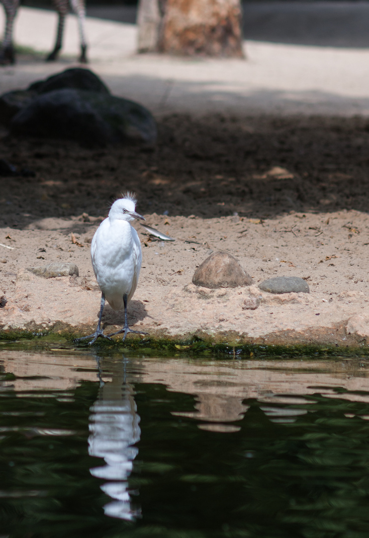 Vogel am Wasser