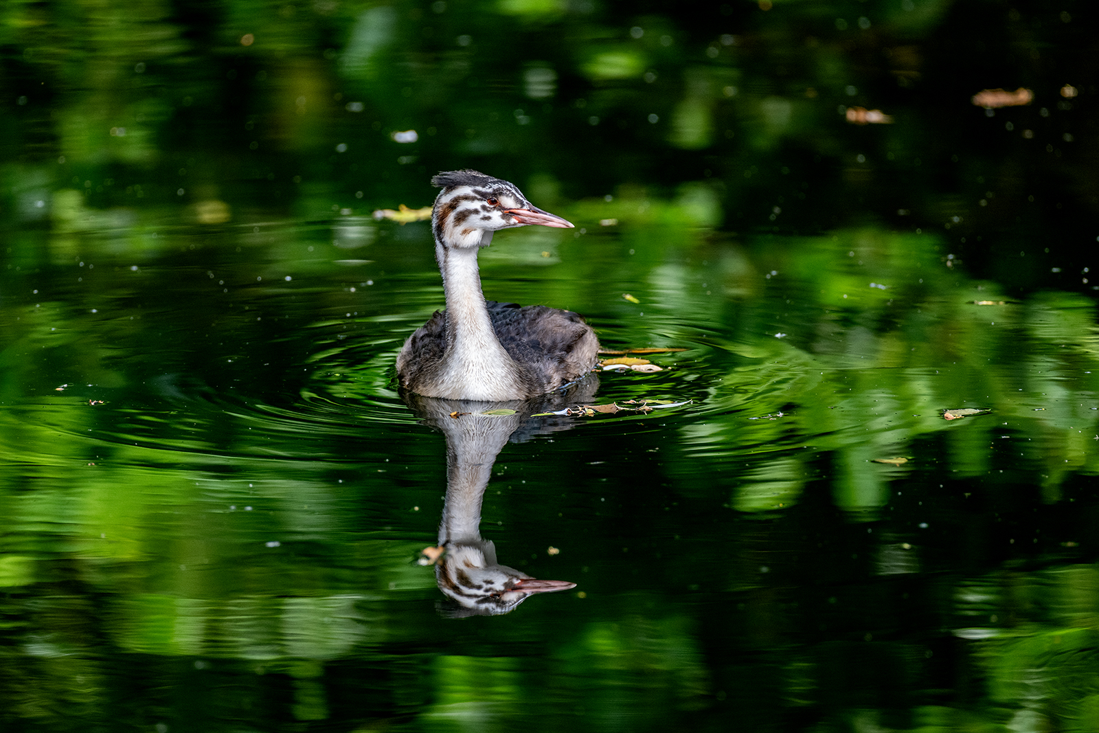 Vogel am Wittsee