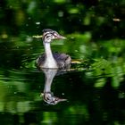 Vogel am Wittsee