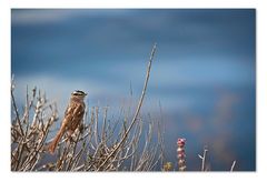 Vogel an der kalifornischen Westküste