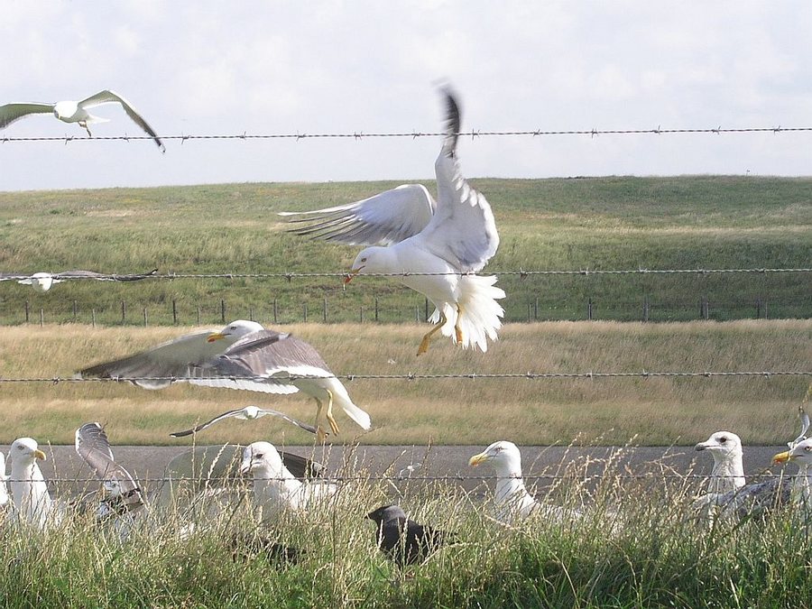 Vogel an die kuste in Holland