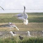 Vogel an die kuste in Holland