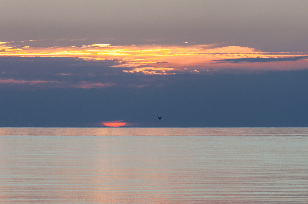 Vogel an Sonnenuntergang