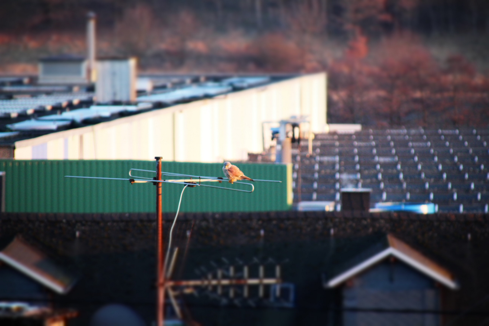 Vogel auf Antenne