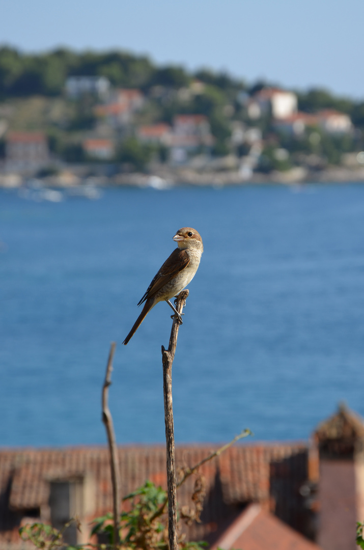 Vogel auf Ast