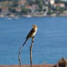 Vogel auf Ast