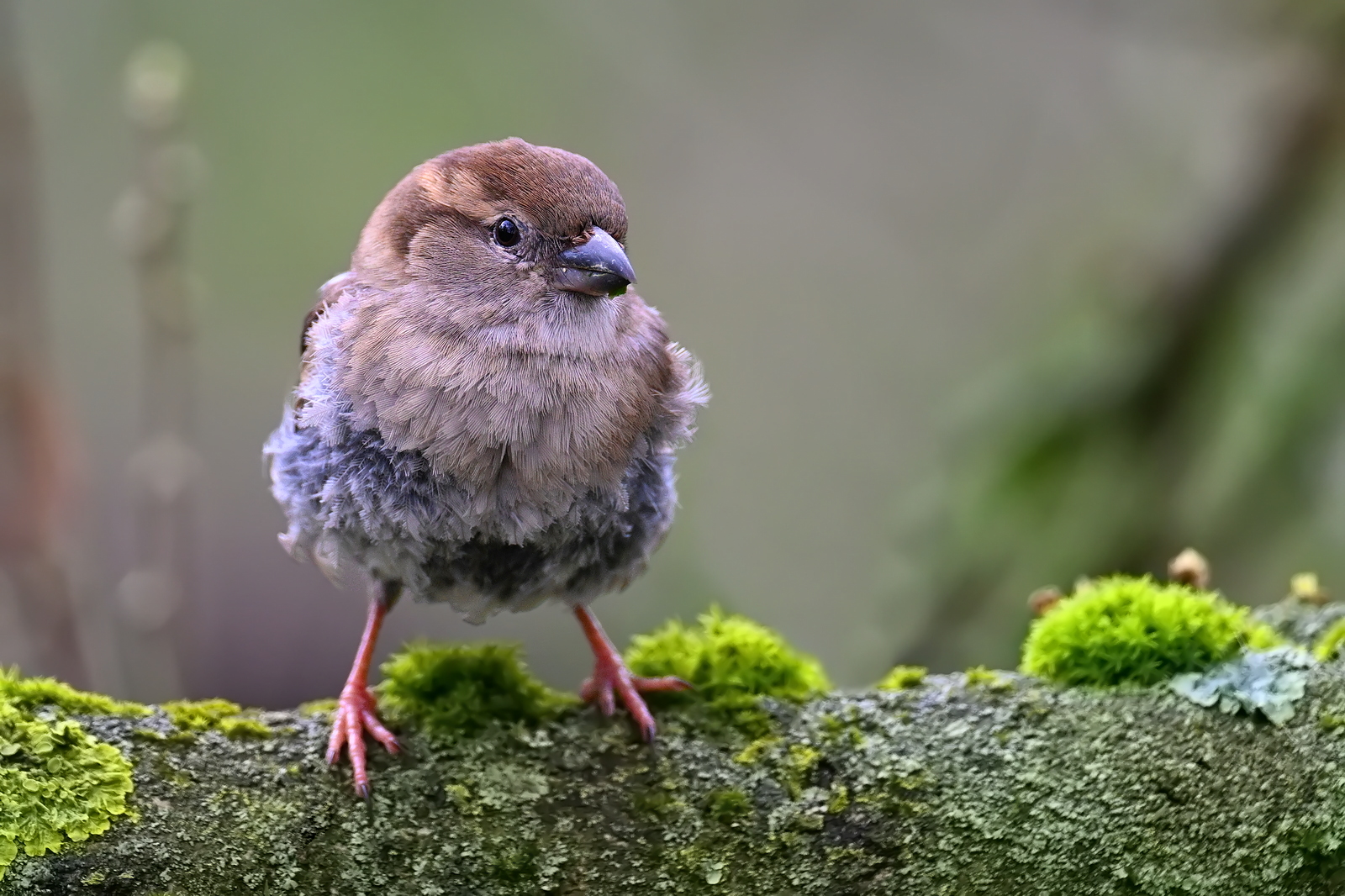 Vogel auf Ast