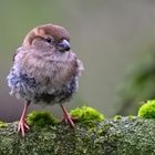 Vogel auf Ast