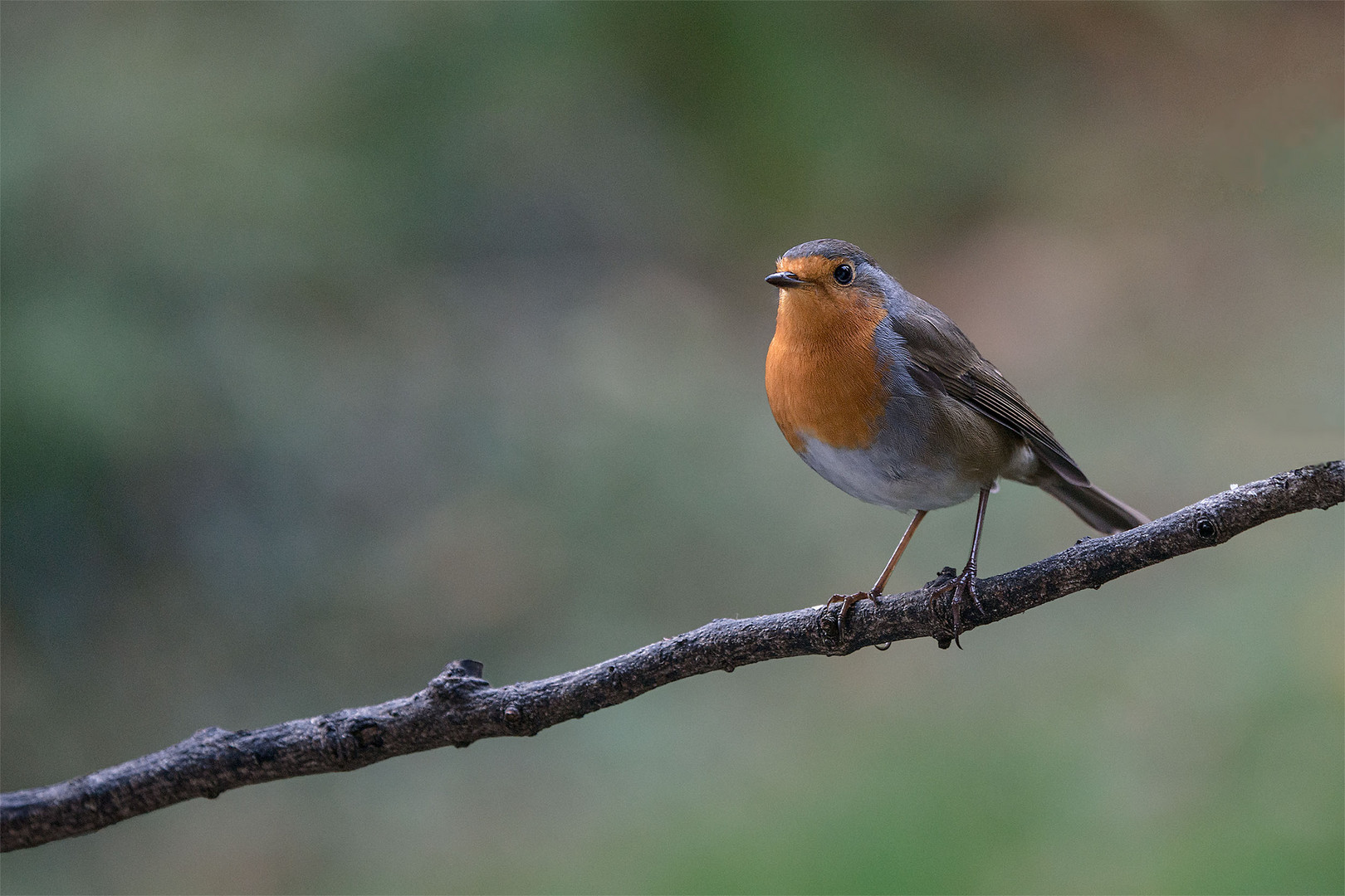 Vogel auf Ast Foto & Bild | fliegenschnäpper, rotkehlchen, singvögel