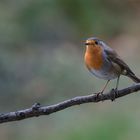 Vogel auf Ast