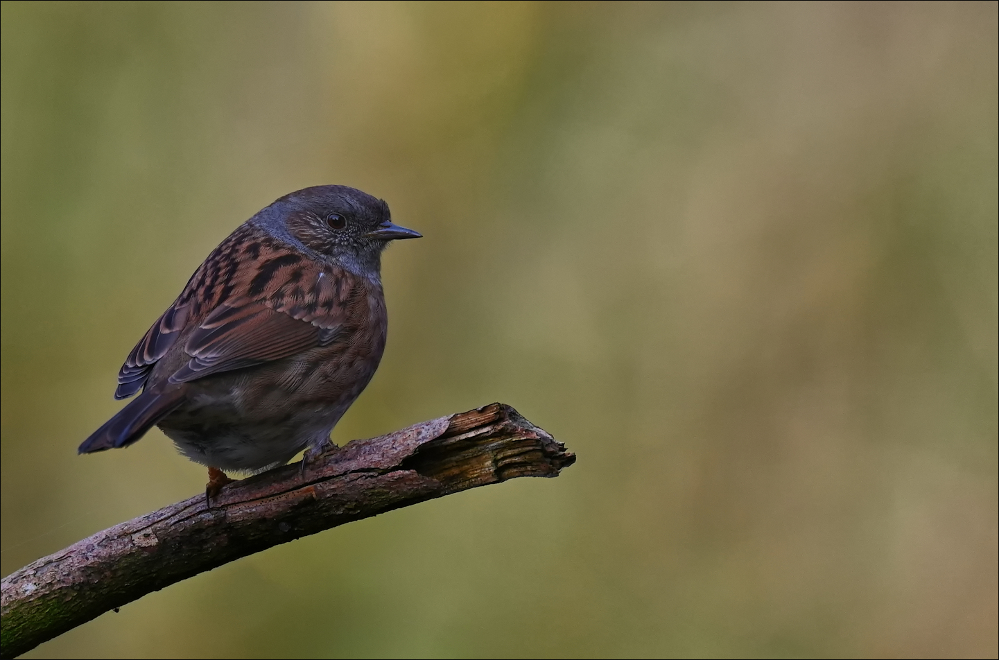 Vogel auf Ast