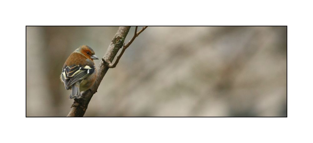 Vogel auf Ast