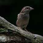 Vogel auf Ast