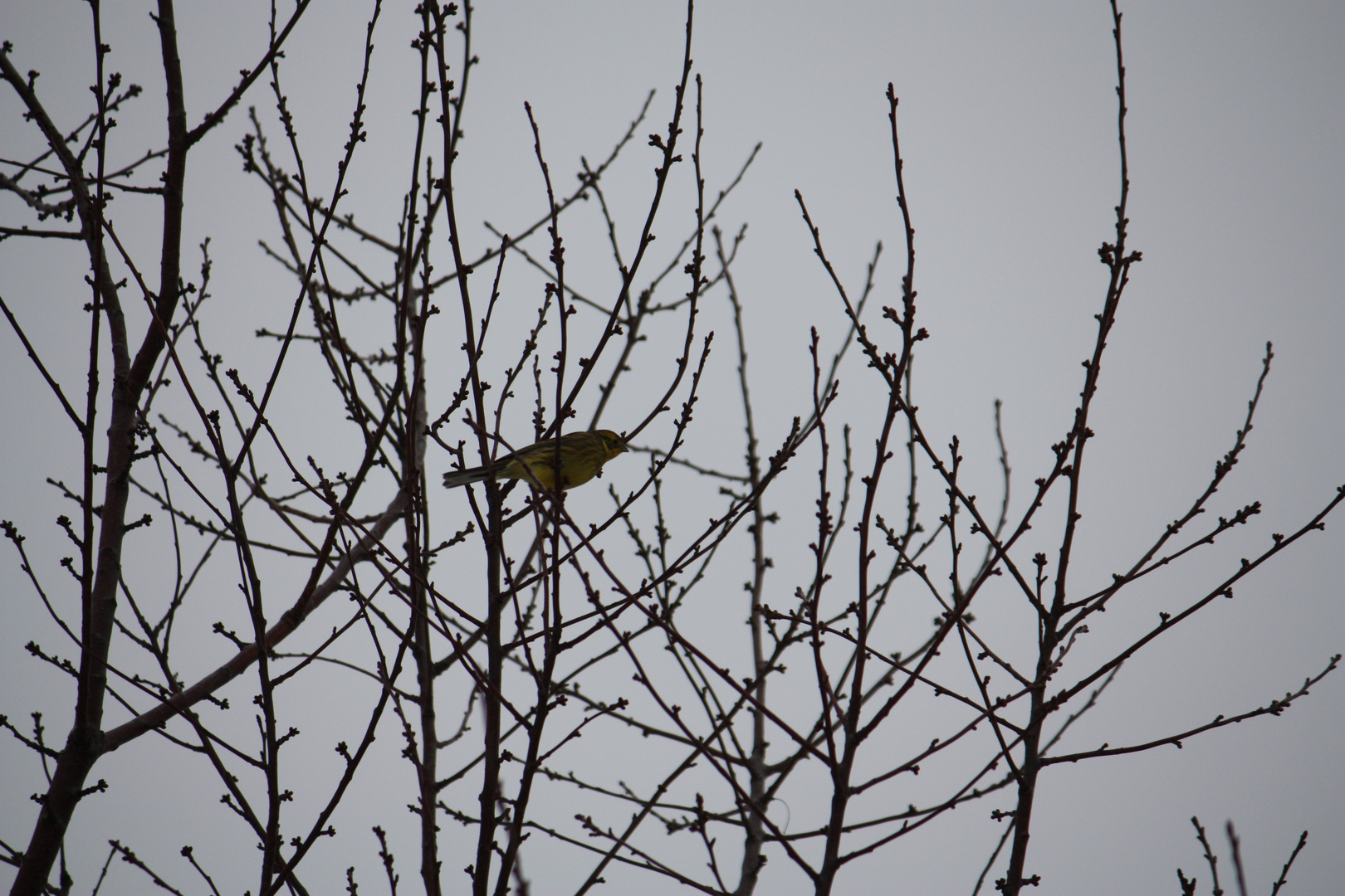 Vogel auf Ast