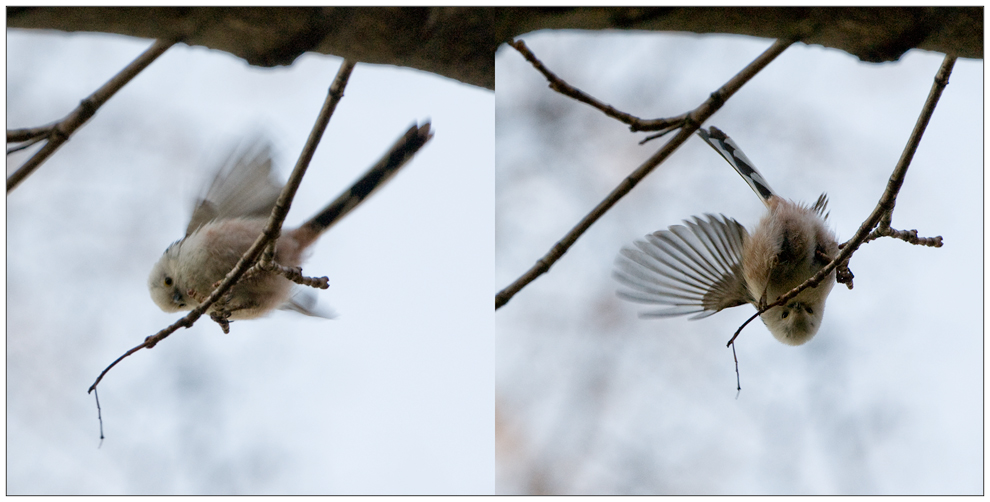 Vogel auf Ast. Mittig.