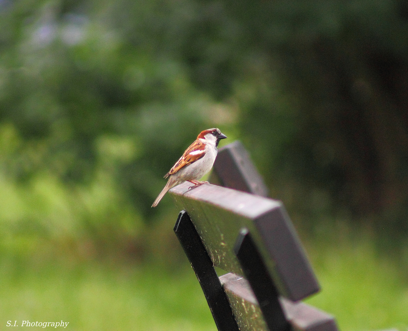 Vogel auf Bank