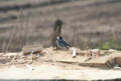 Vogel auf Baumstumpf