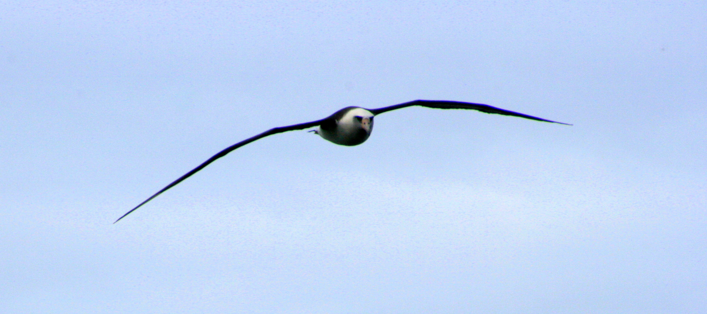 Vogel auf Cape St.Marys