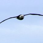 Vogel auf Cape St.Marys