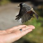 Vogel auf dem Absprung