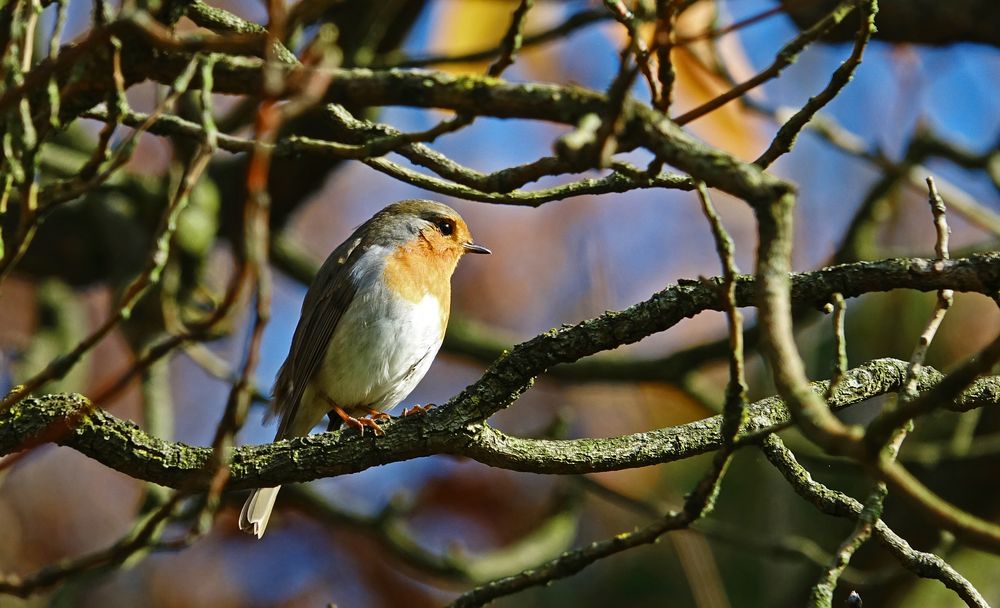 Vogel auf dem Ast Foto & Bild | winter, natur, tiere Bilder auf