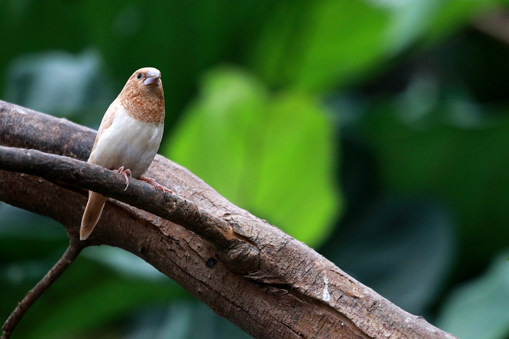 Vogel auf dem Ast